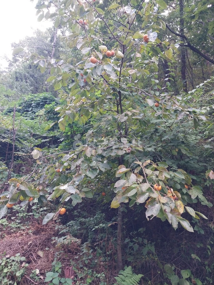 경상남도 양산시 원동면 토지 사진 1