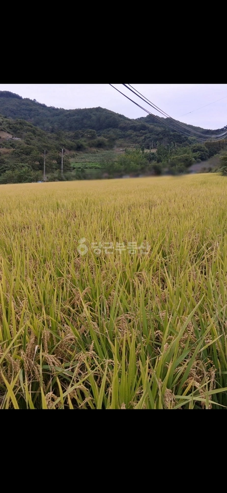 충청남도 공주시 유구읍 토지 사진 1