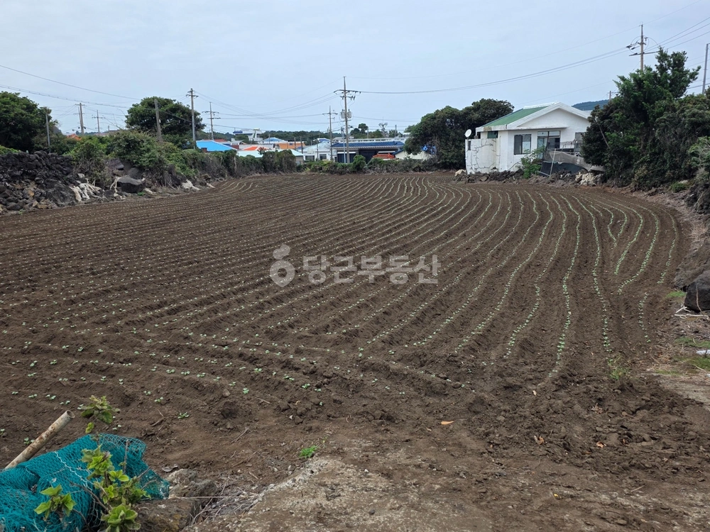 제주특별자치도 서귀포시 성산읍 토지 사진 1
