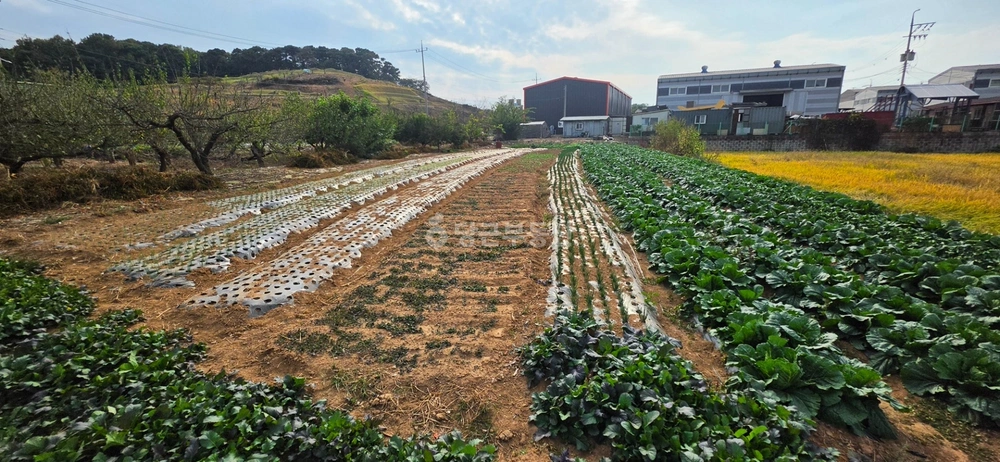 경기도 김포시 통진읍 토지 사진 1