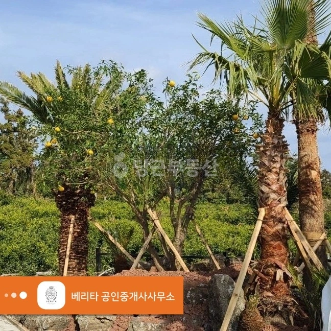 제주특별자치도 서귀포시 강정동 상가 사진 1