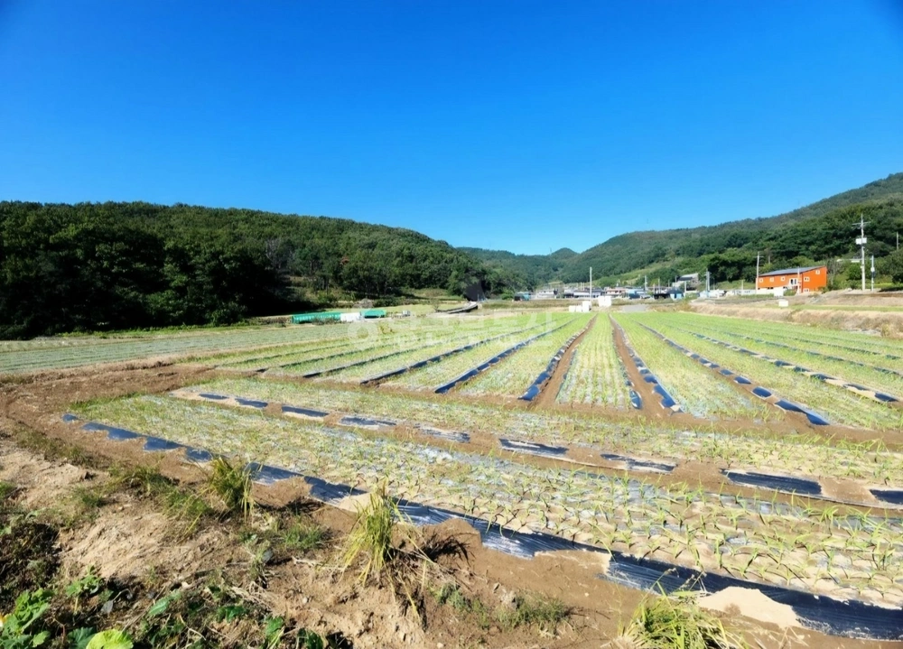 대구광역시 달성군 구지면 토지 사진 1