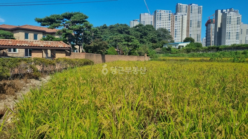 경기도 평택시 장안동 토지 사진 1