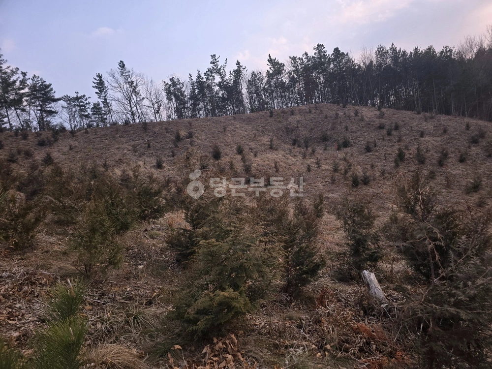 충청남도 예산군 신양면 토지 사진 1