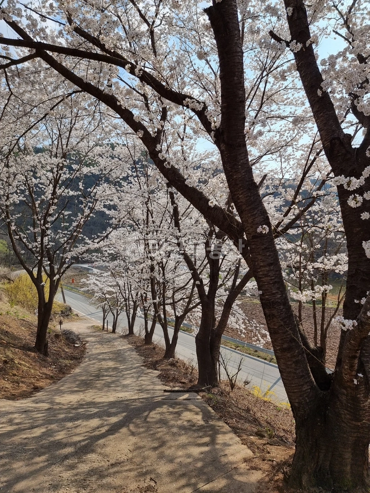 경상북도 의성군 안사면 토지 사진 1
