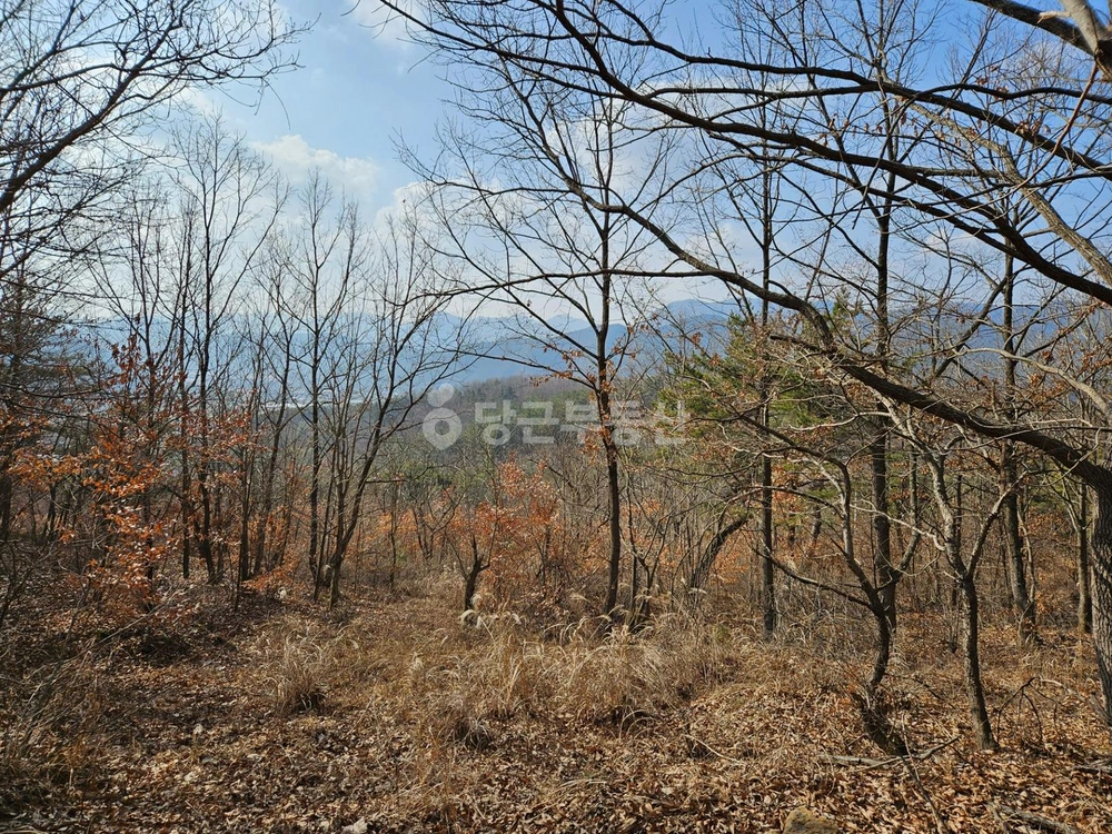 경상북도 청도군 금천면 토지 사진 1
