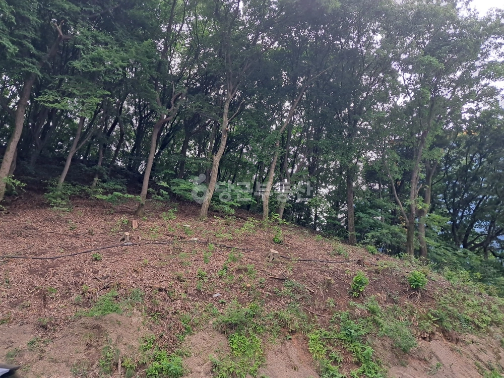 경기도 과천시 과천동 토지 사진 1