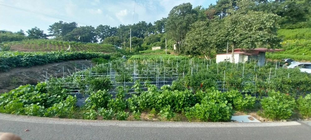 충청남도 서천군 장항읍 토지 사진 1