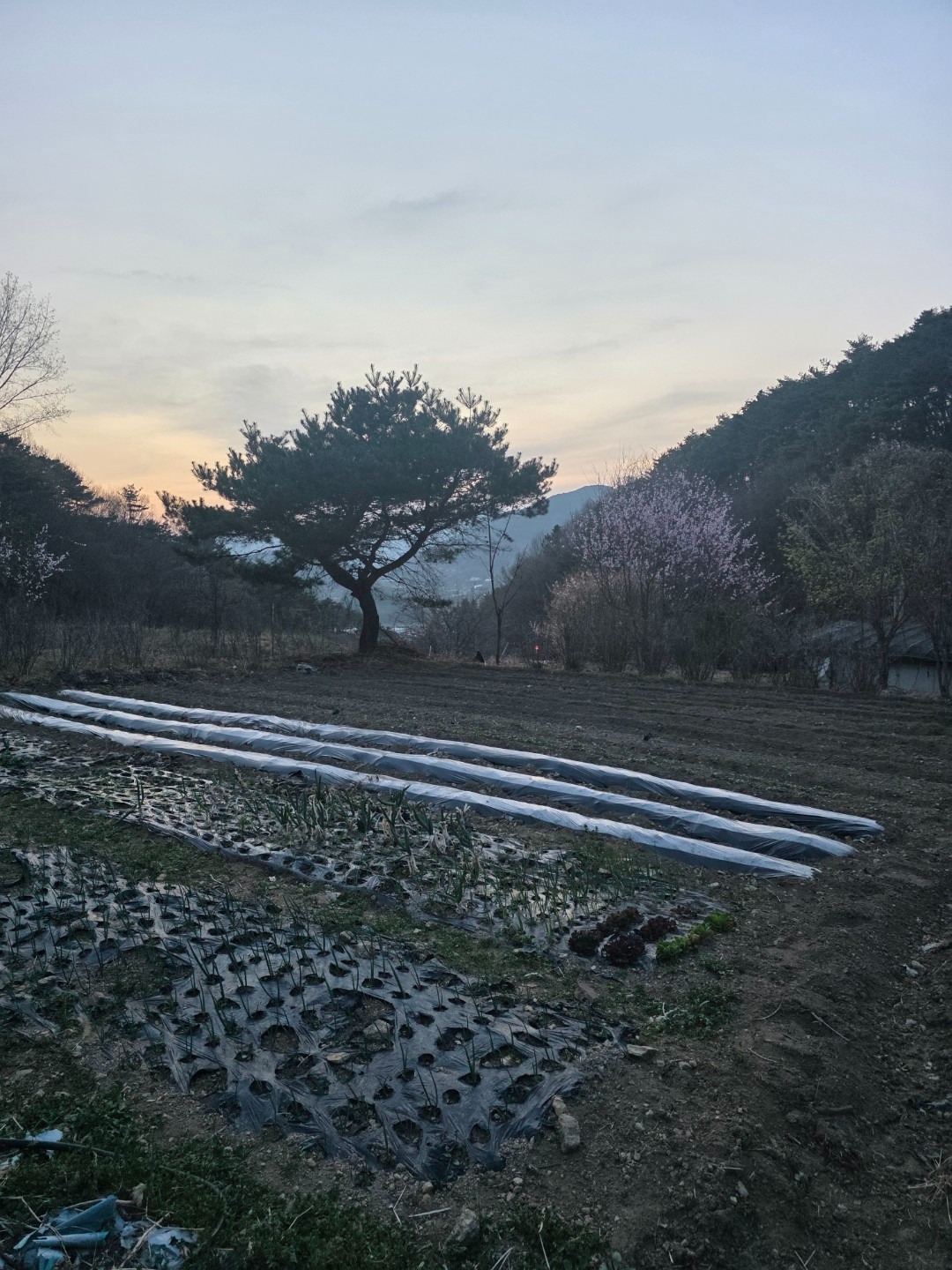 평면도