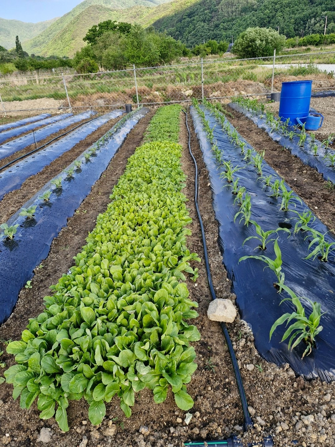 평면도