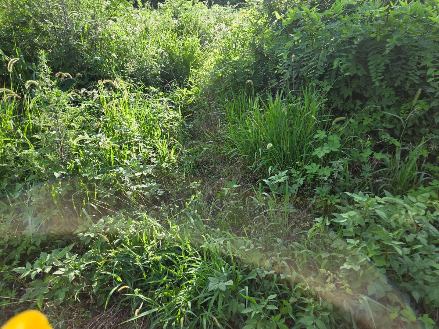 평면도
