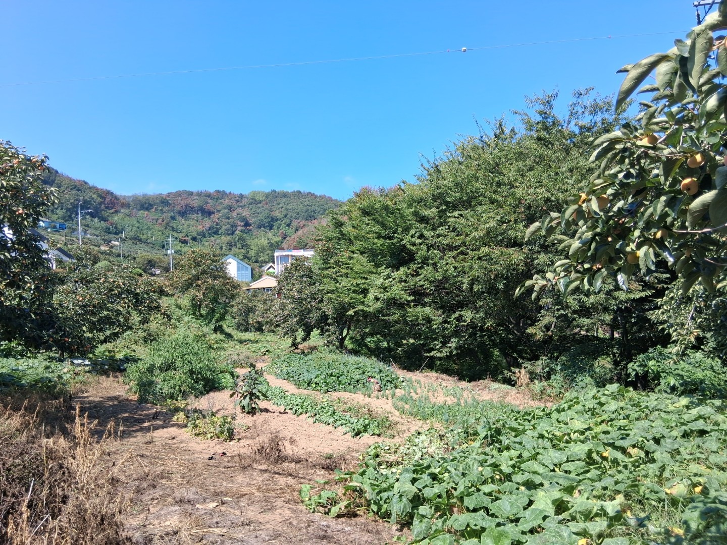 평면도