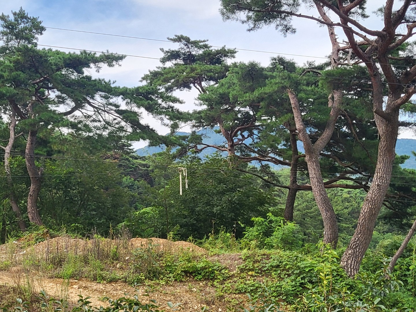 평면도