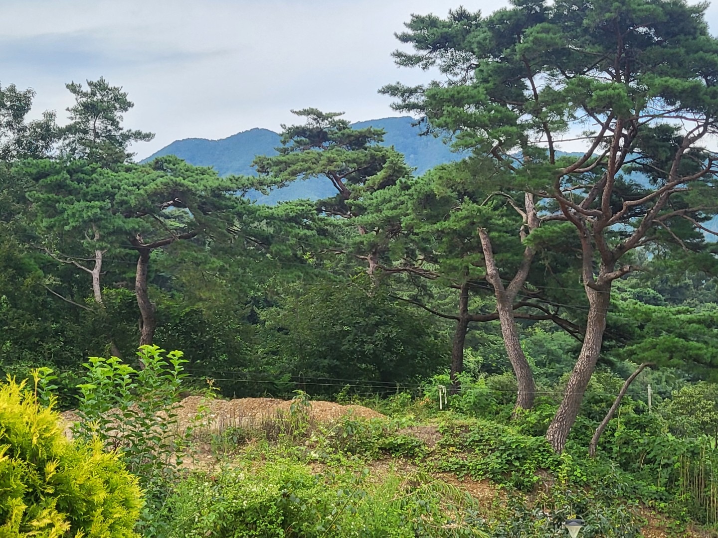 평면도