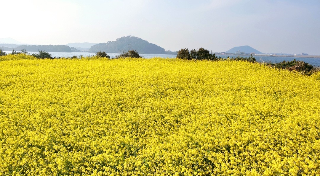 평면도