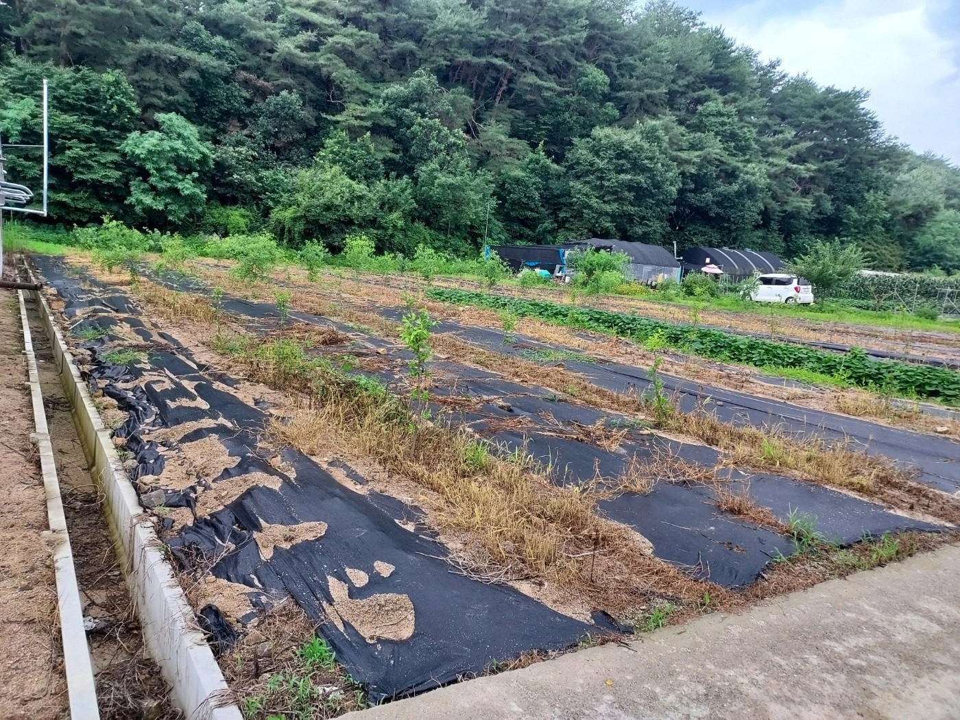 평면도
