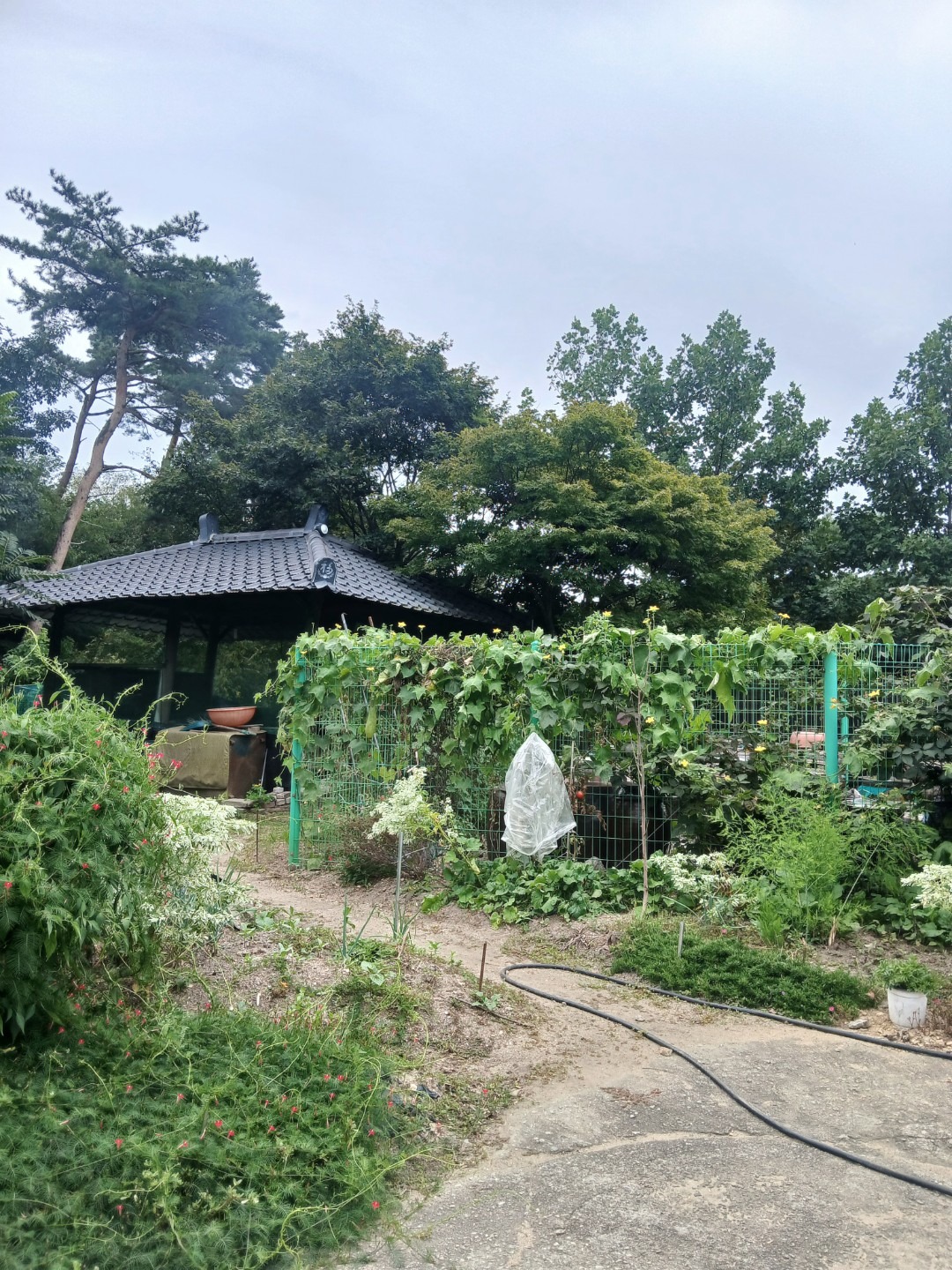 평면도