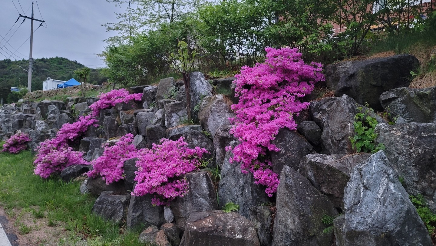 평면도