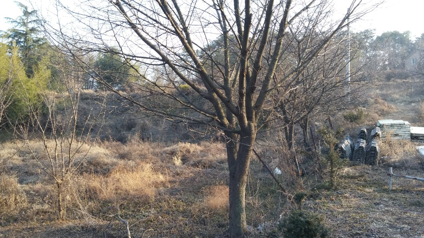 평면도