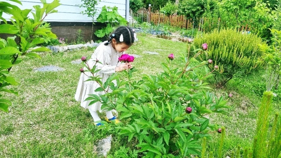 평면도