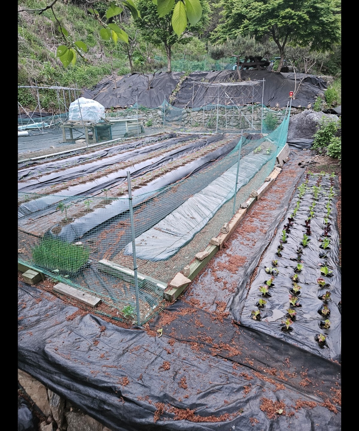 평면도