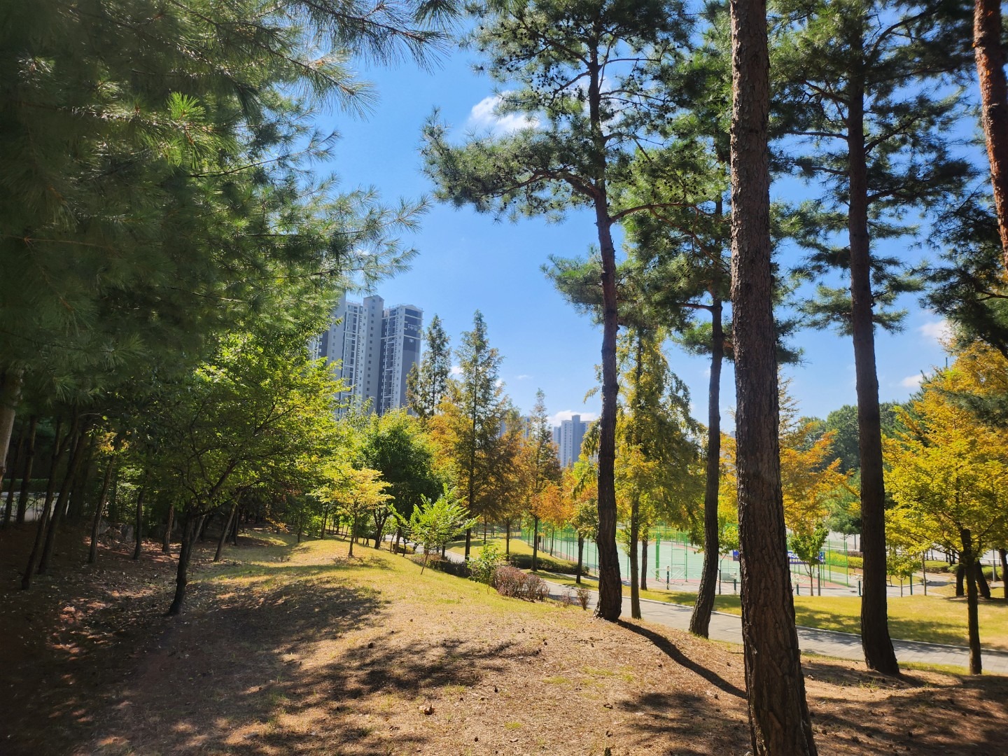 평면도