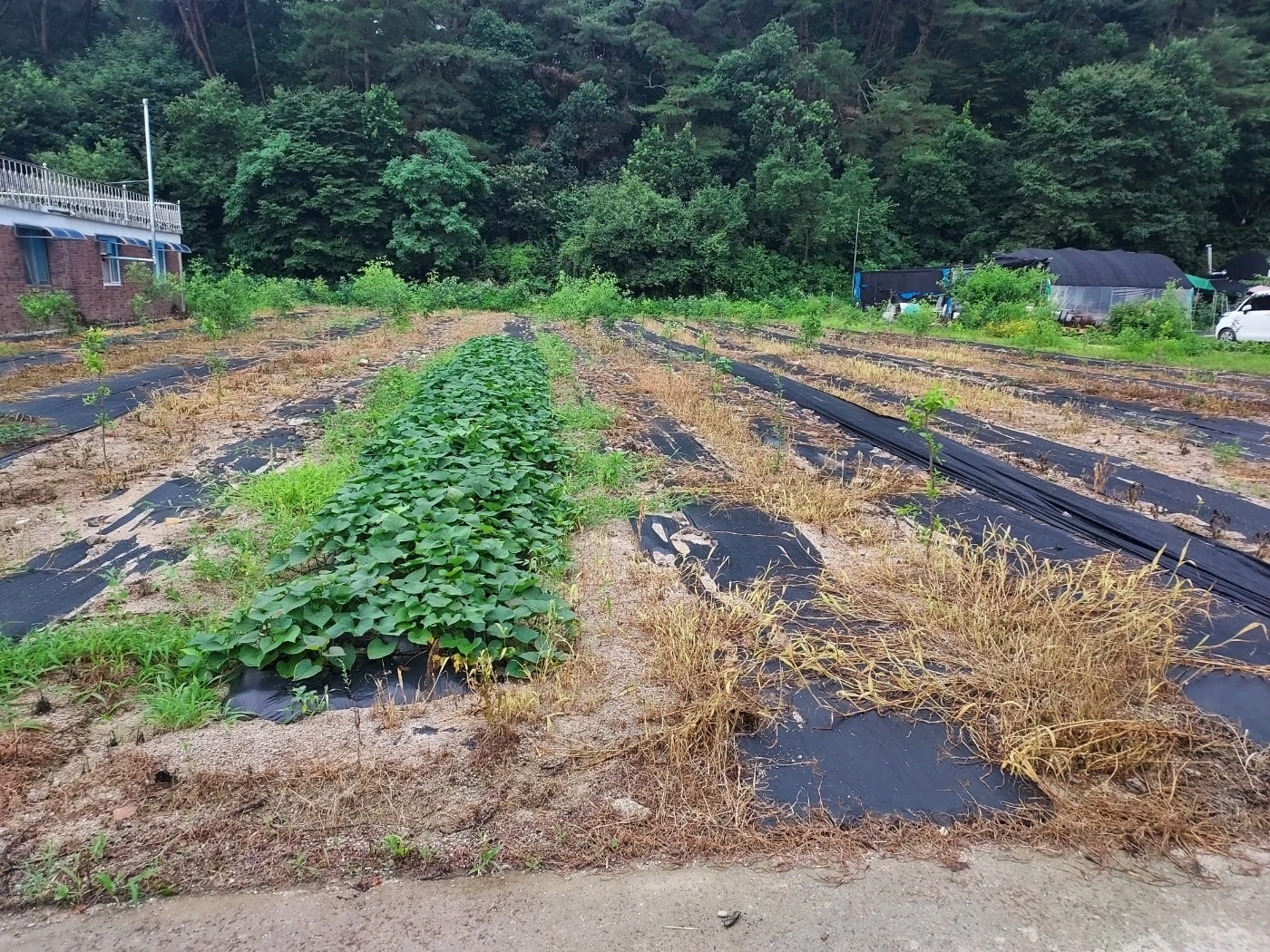 평면도