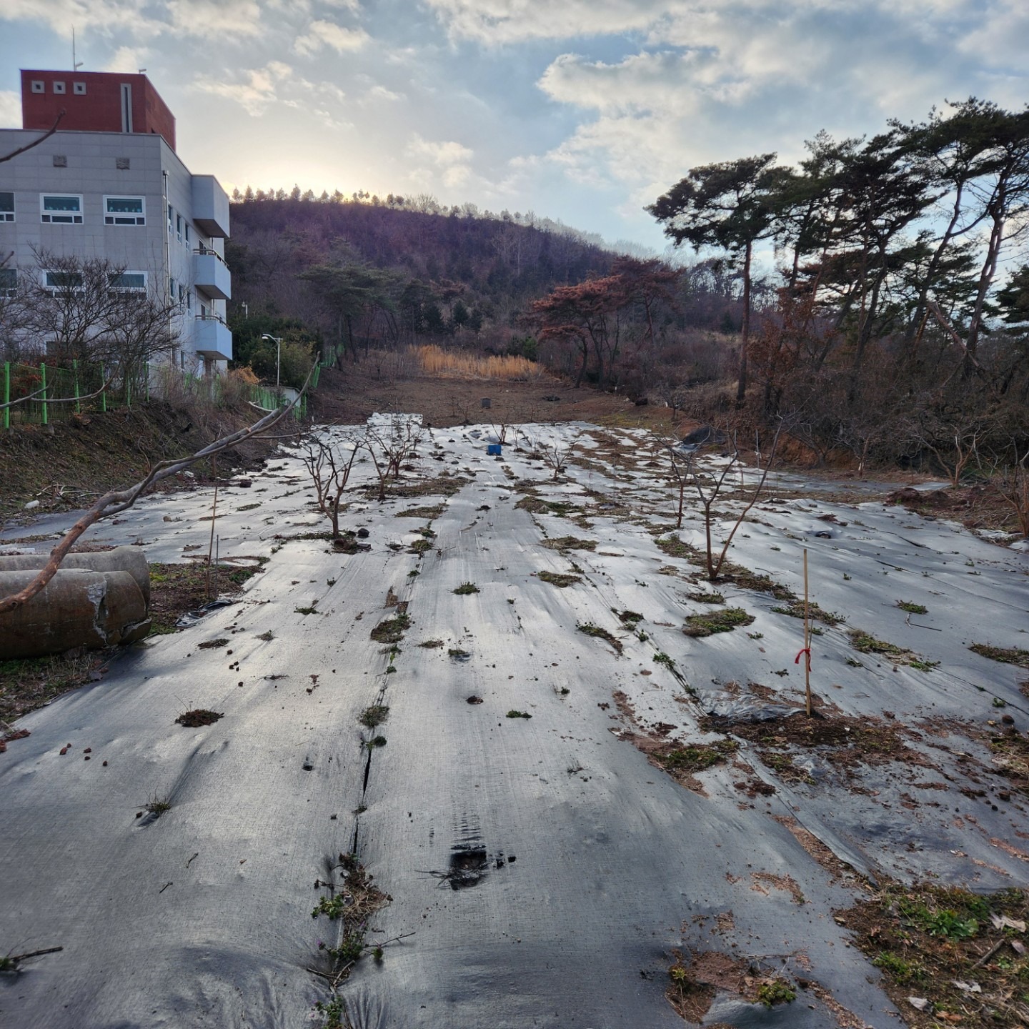 평면도