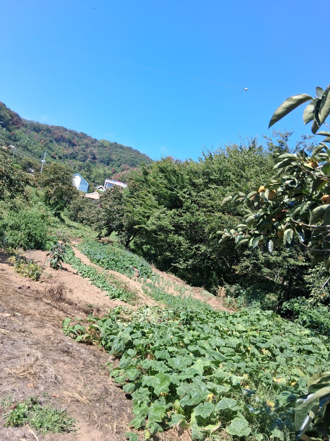 평면도