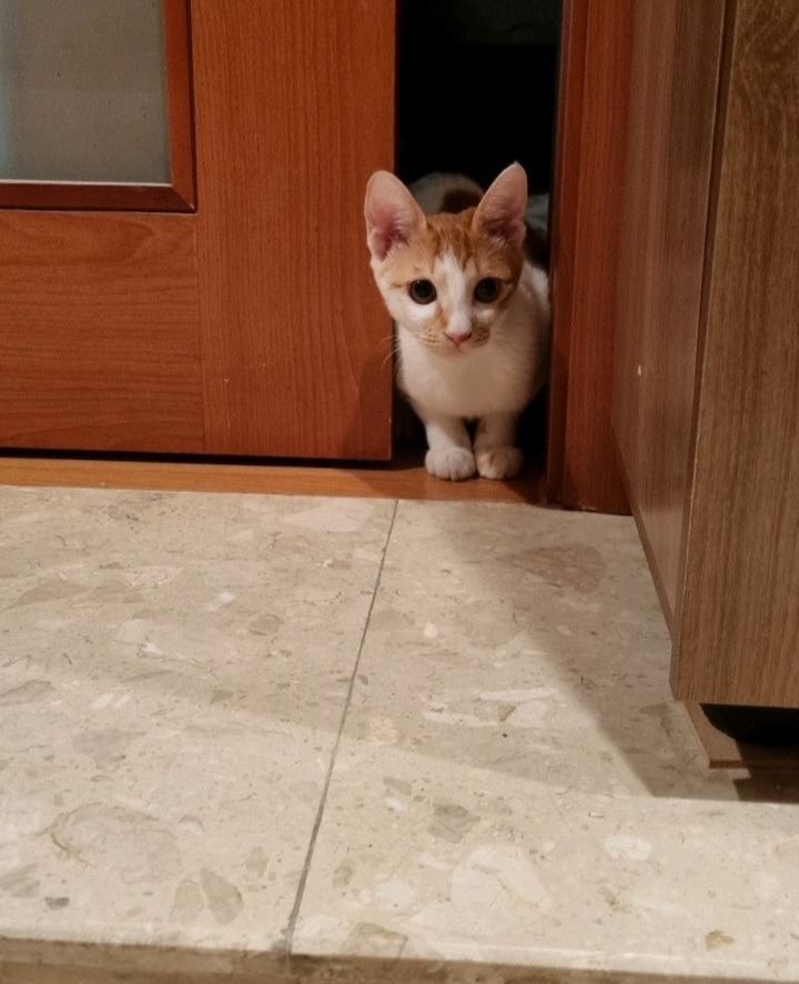 평면도