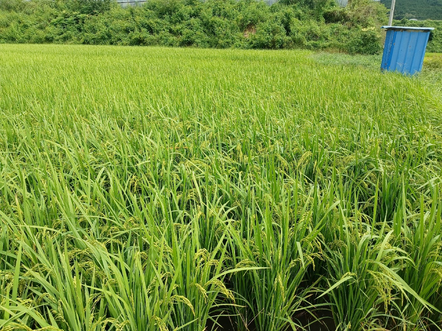 평면도