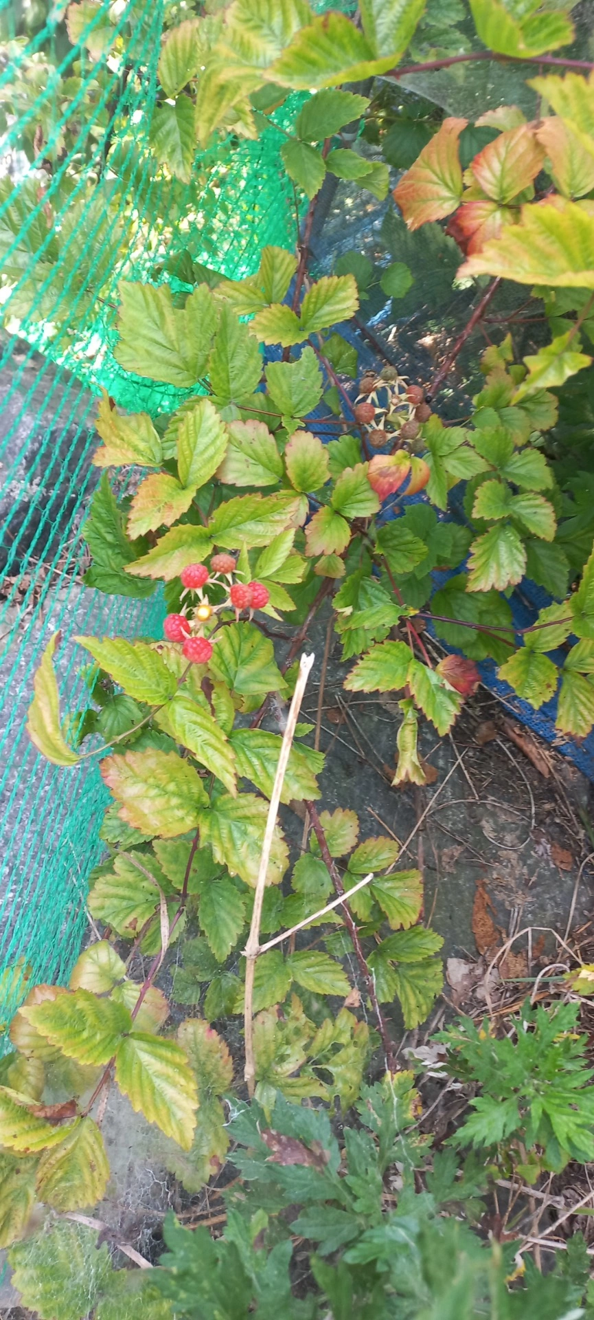 평면도