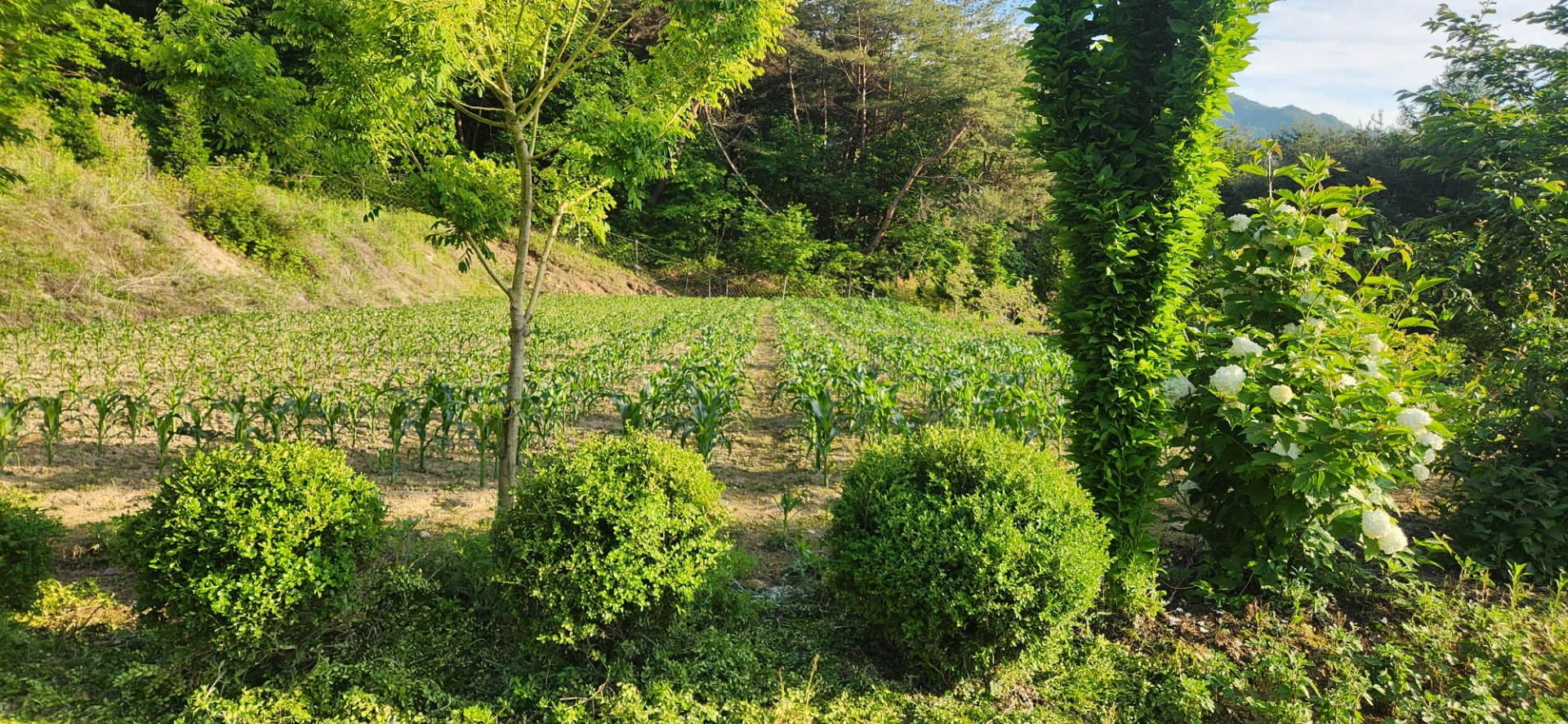 평면도