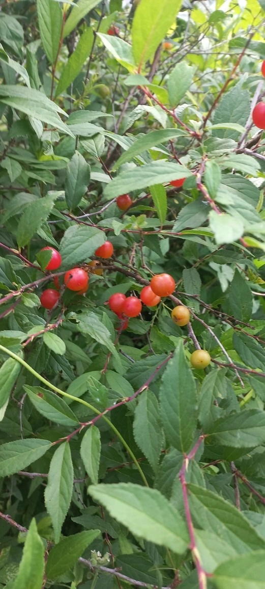 평면도