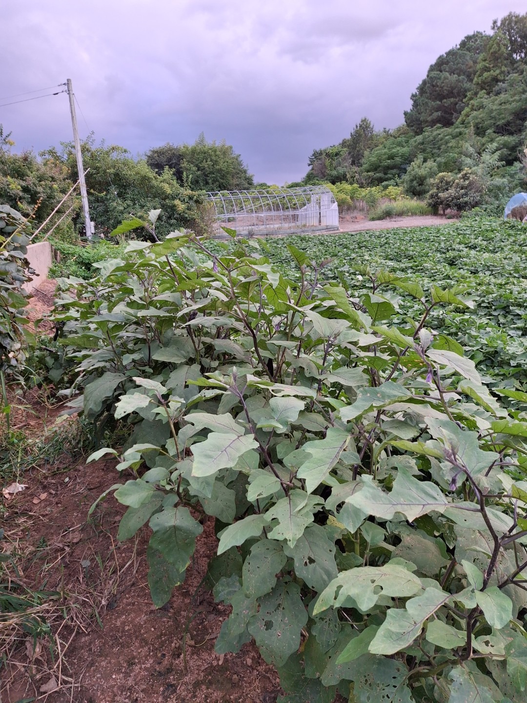 평면도