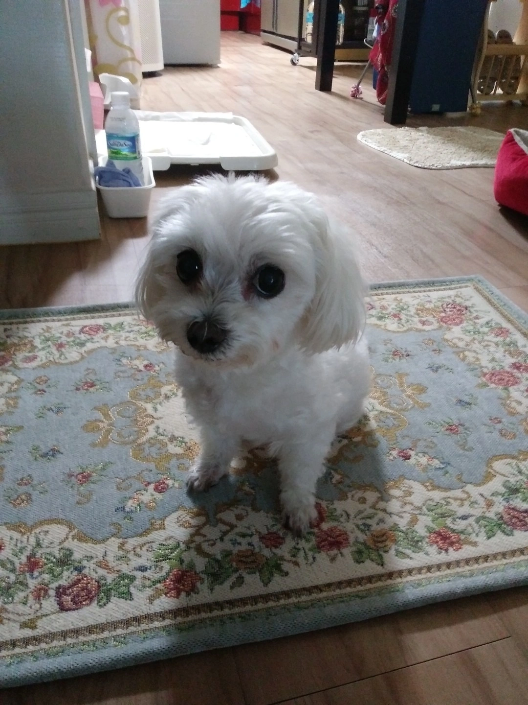 평면도