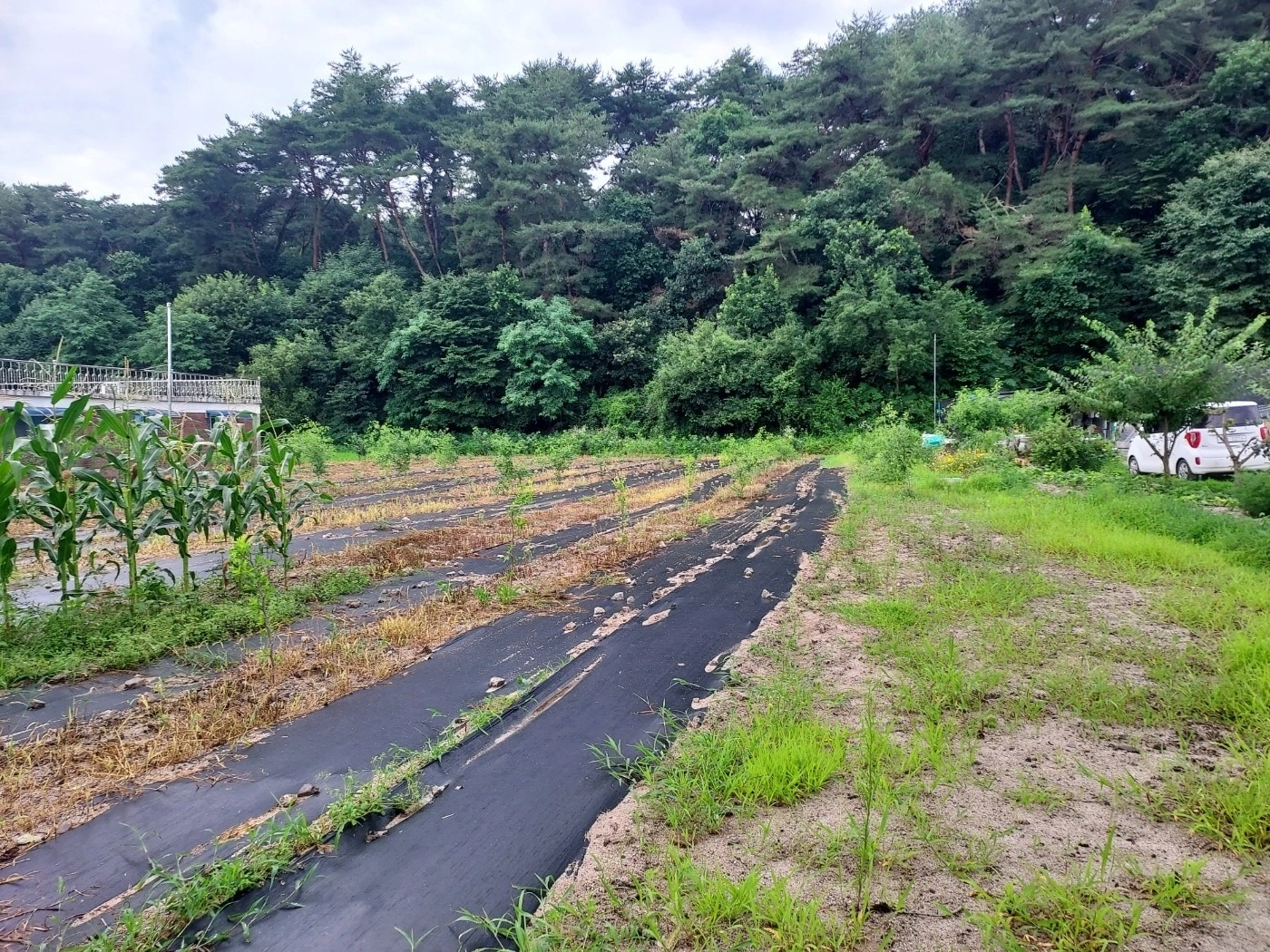 평면도
