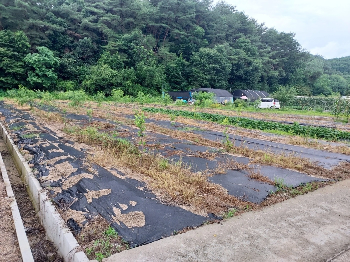 평면도