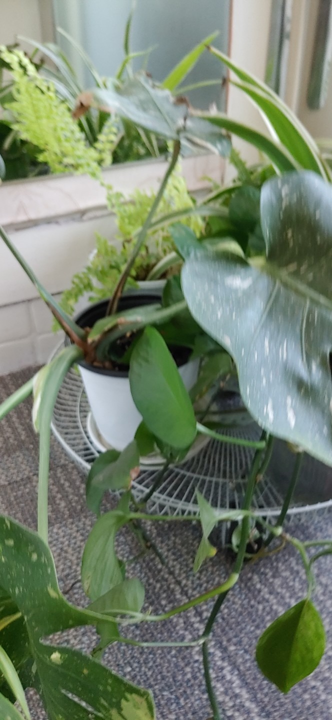 평면도