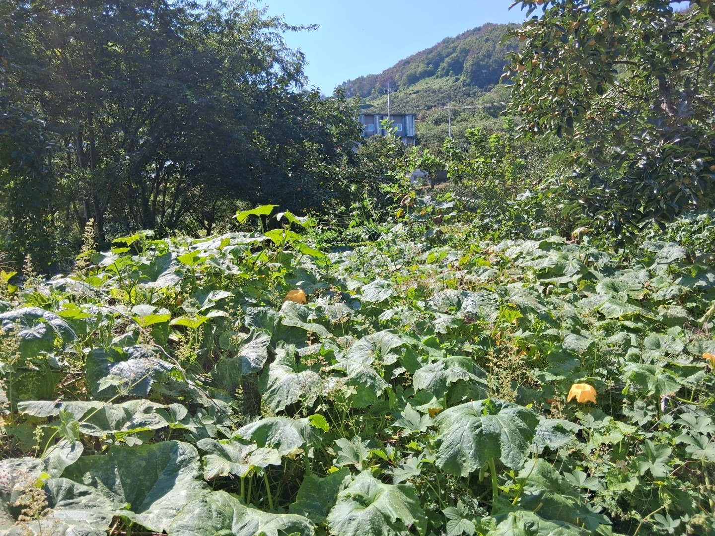 평면도