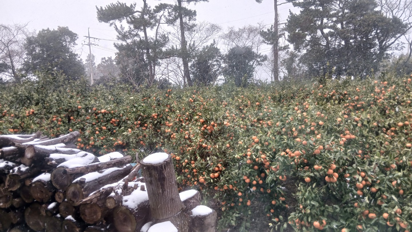 평면도