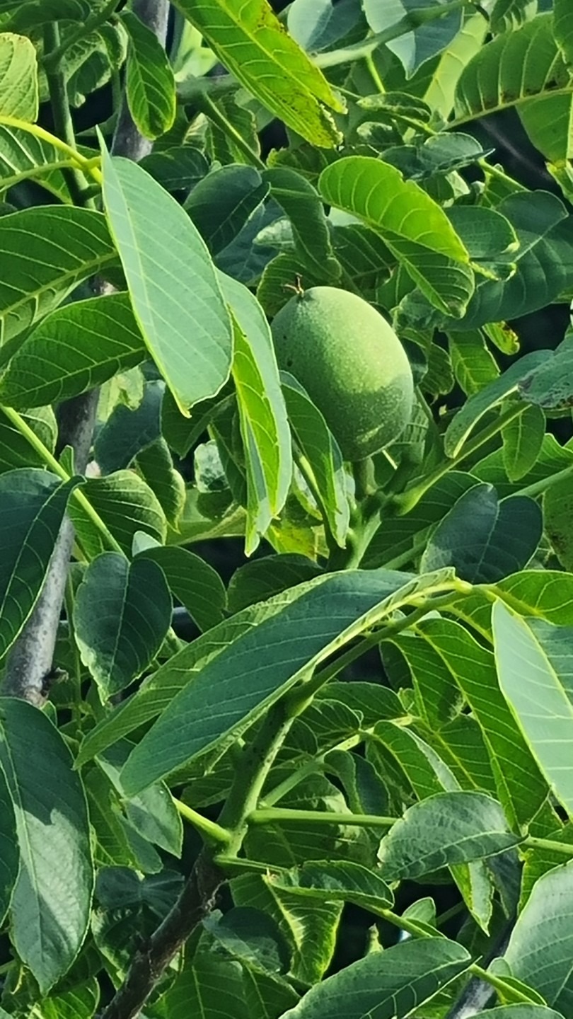 평면도