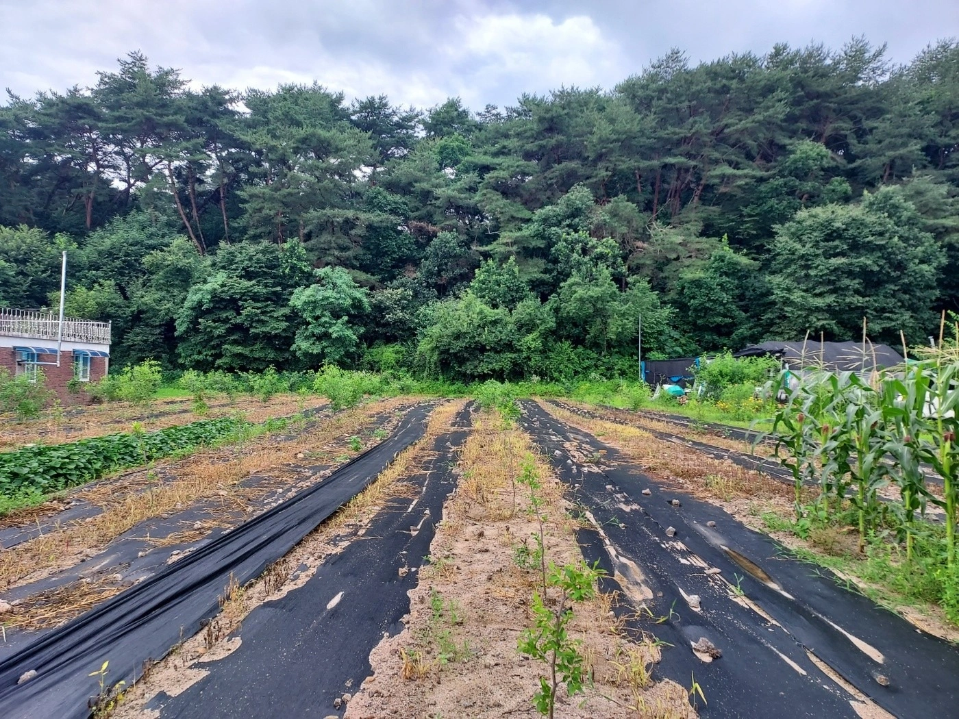 평면도