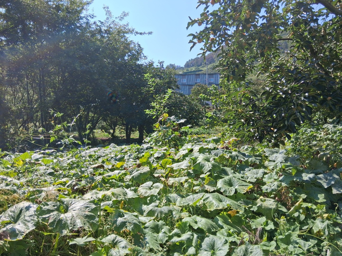 평면도